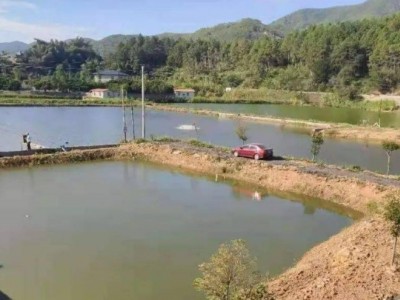 广西桂林急需要一个鱼塘进行养殖图1