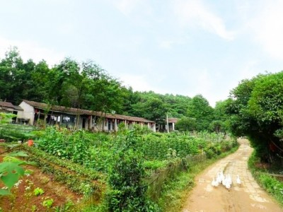 求租山西运城300亩土地生态农业图1