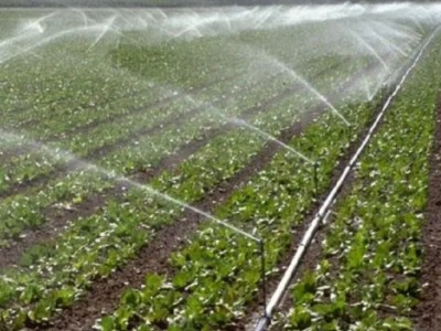 求购内蒙呼和浩特滴灌水田图1