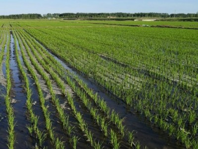 求购安徽合肥水田，种植水稻和小麦1000亩图1