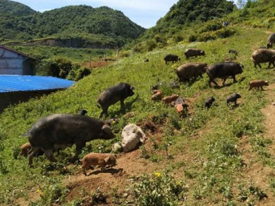 求租安徽铜陵50亩以上荒山做养殖场图1