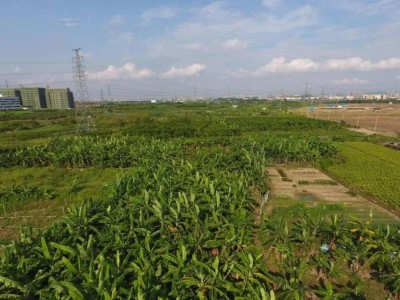 求租安徽六安100亩农用地图1