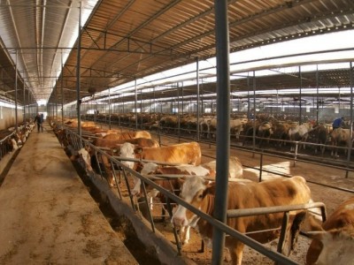 河北邯郸大名县310亩肉牛养殖用地出