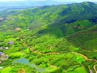 湖南衡阳5000亩林地出租