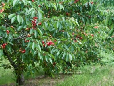 贵州六盘水200亩樱桃种植园（农家乐、养殖一体化）出租图2