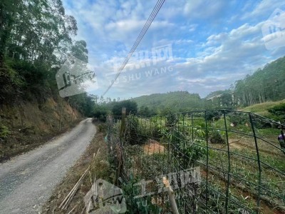 广东惠州15亩休闲地、10亩鱼塘整体出租图2