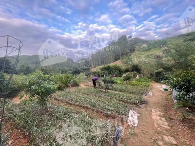 广东惠州15亩休闲地、10亩鱼塘整体出租图3