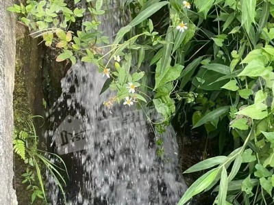 广东惠州15亩休闲地、10亩鱼塘整体出租图8