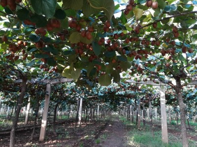 江苏省扬州市180亩水果种植基地出租