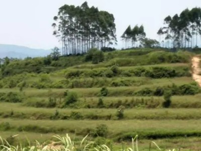 陕西宝鸡太白县600亩山地转让，24年