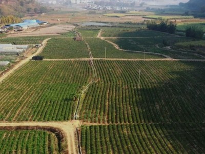 云南临沧双江县水地525亩出租，13年