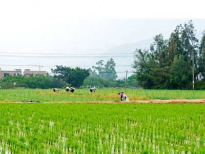 陕西咸阳市兴平783亩农用地出租，10