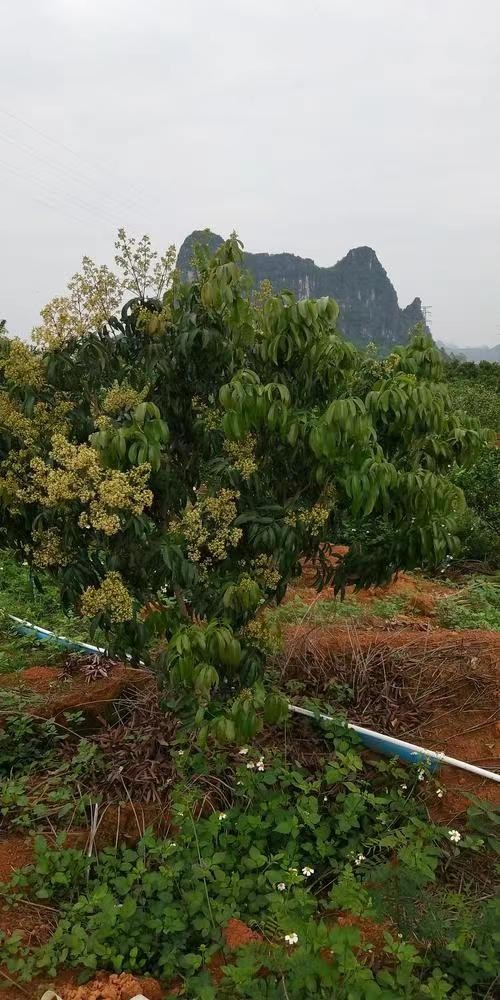 广东广州增城236亩耕地出租，租期15年。