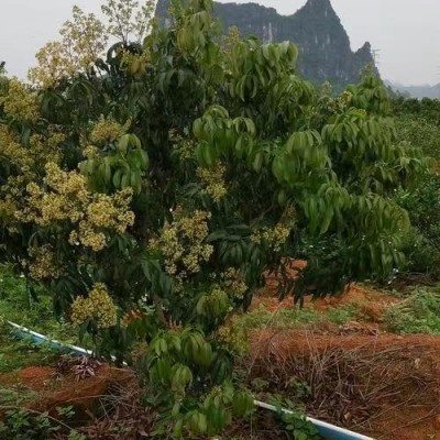 广东广州增城236亩耕地出租，租期15年。